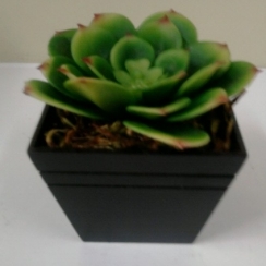 Arranjo de cactus peq.