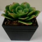 Arranjo de cactus peq.