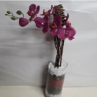 Arranjo de Orqu�dea